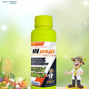 HV Binbo Kali sữa
