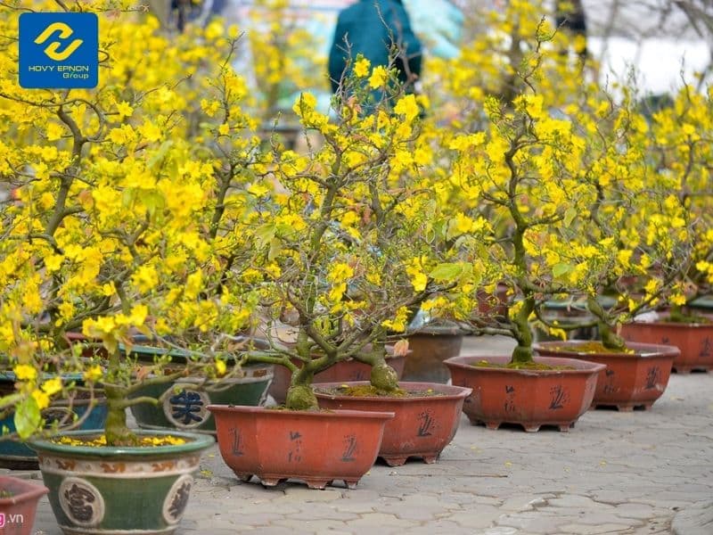 7 Bước Phục Hồi Mai Vàng Sau Tết Cần Thiết Nhất