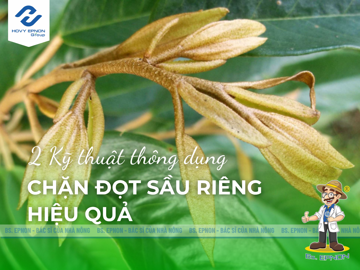Kỹ thuật chặn đọt sầu riêng