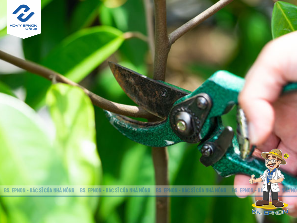 Cắt tỉa cành sầu riêng sau thu hoạch