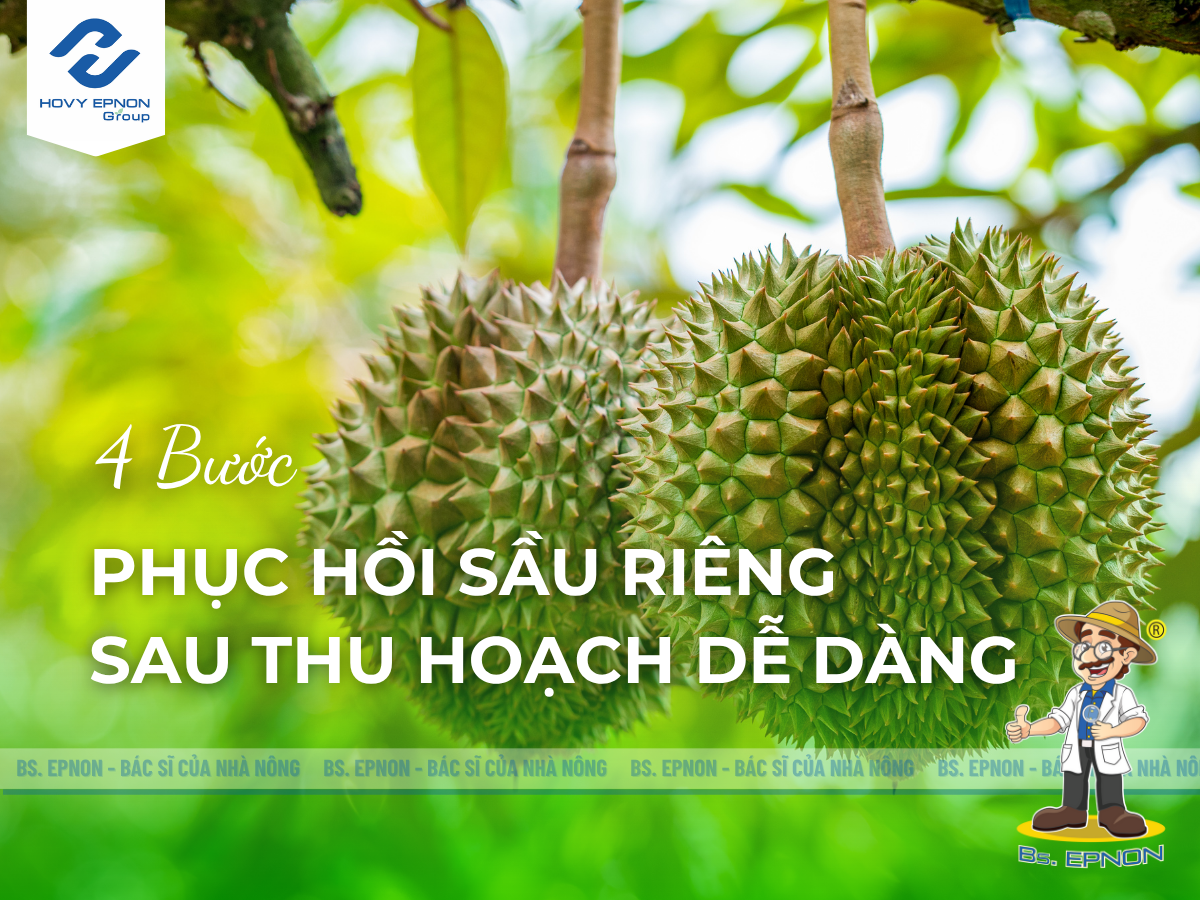 Phục hồi sầu riêng sau thu hoạch