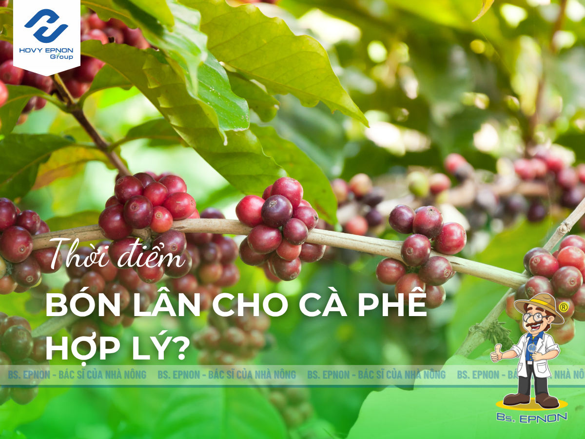 Bón lân cho cà phê vào thời điểm nào