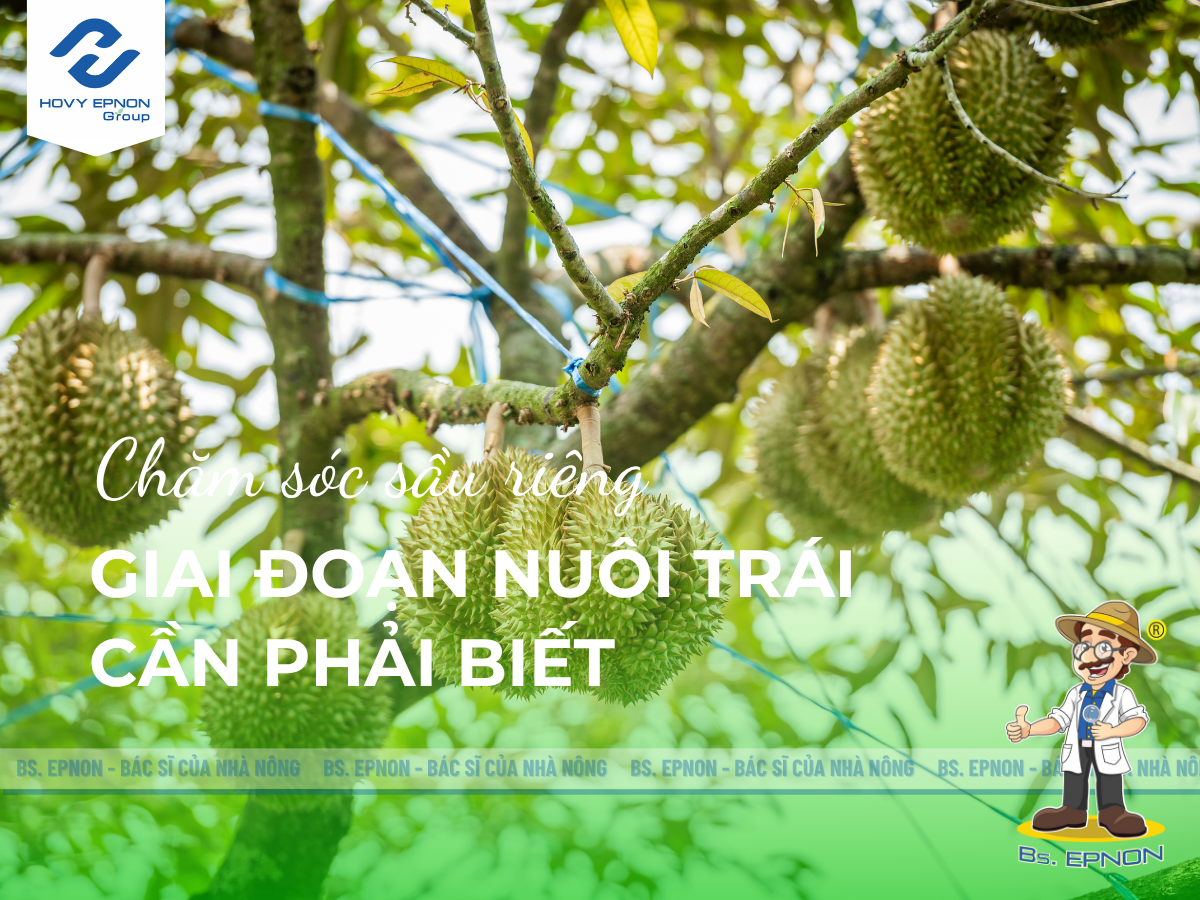 chăm sóc sầu riêng giai đoạn nuôi trái