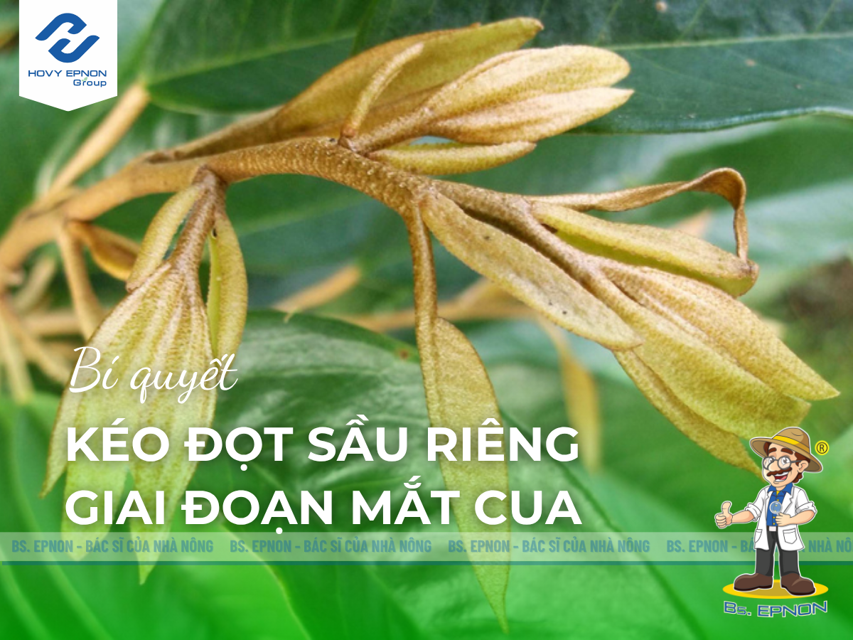 kéo đọt non sầu riêng giai đoạn mắt cua