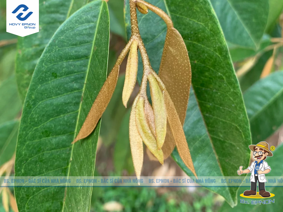 Chặn đọt sầu riêng là gì?