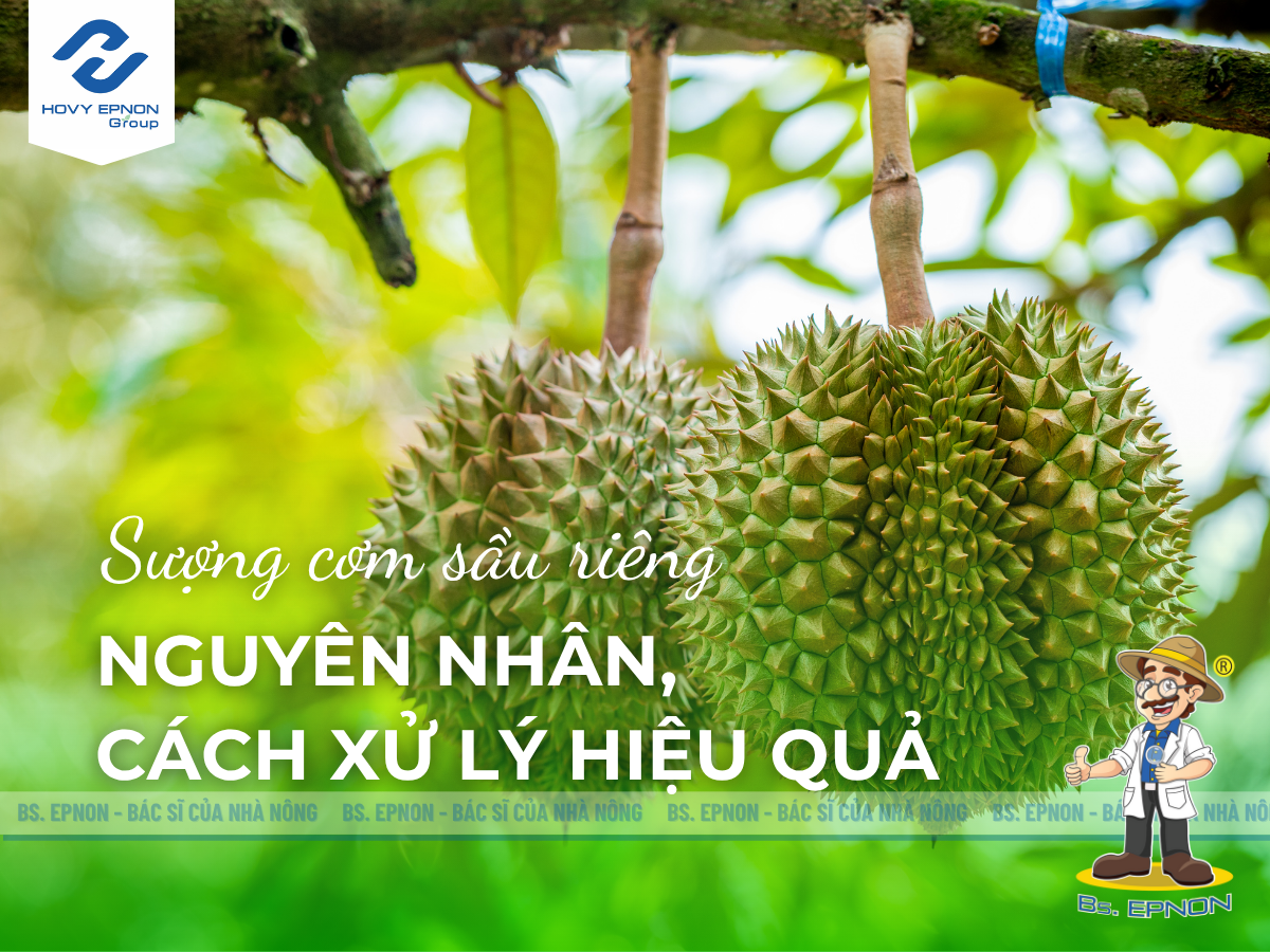 Sượng cơm sầu riêng