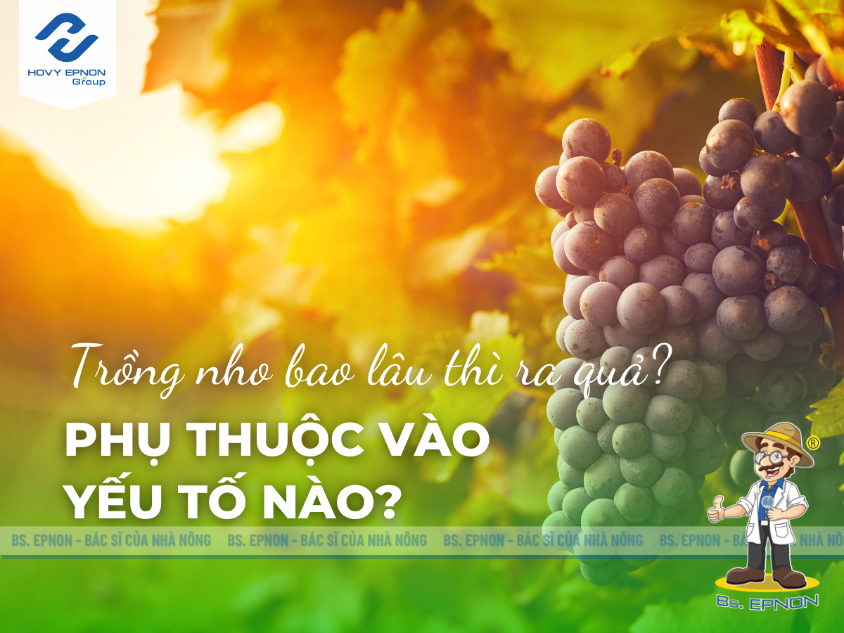 Trồng nho bao lâu thì ra quả