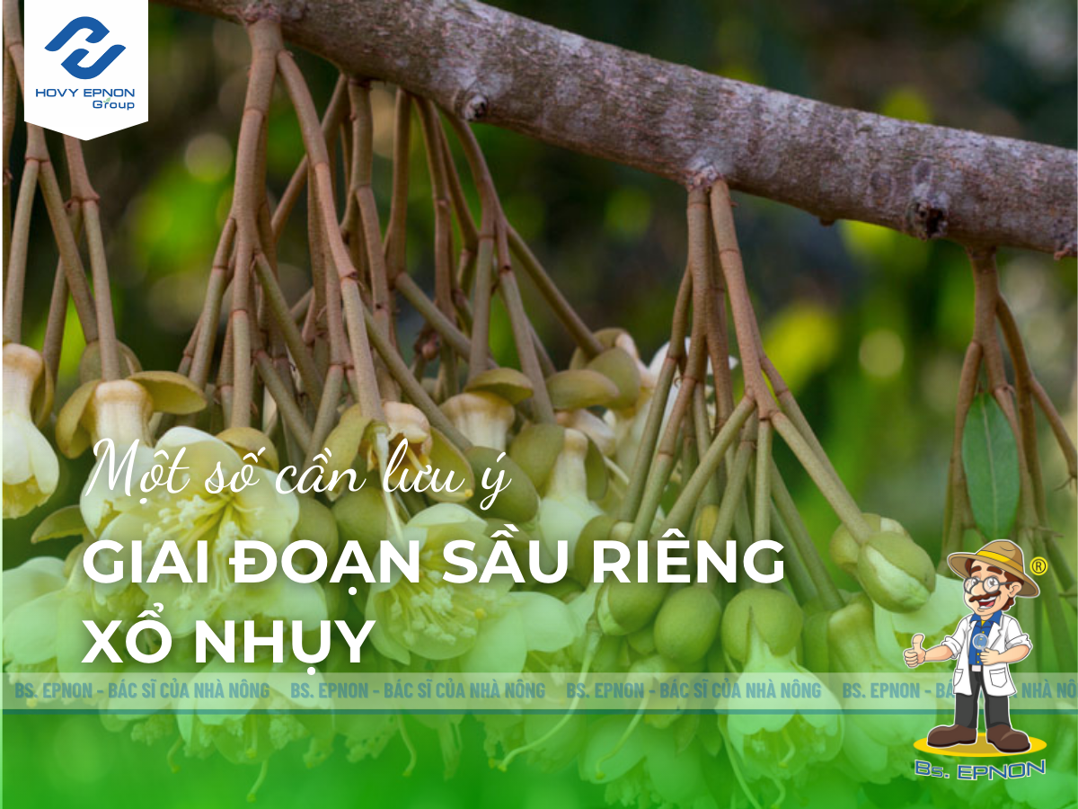 sầu riêng xổ nhụy